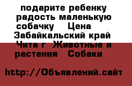 подарите ребенку радость маленькую собачку  › Цена ­ 1 - Забайкальский край, Чита г. Животные и растения » Собаки   